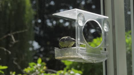 slow motion blue tit eating in bird feeder then flies away as another blue tit lands in bird feeder