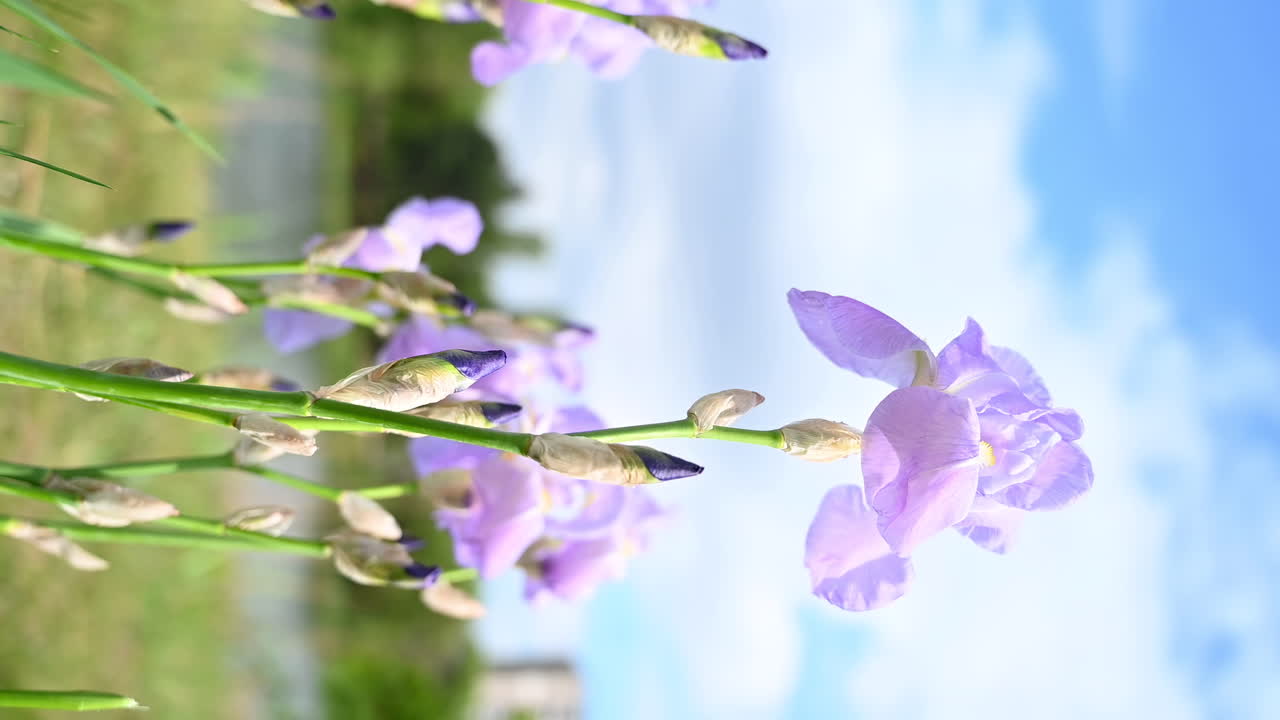 Close up of purple irises swaying in the wind with city buildings in the background. Vertical