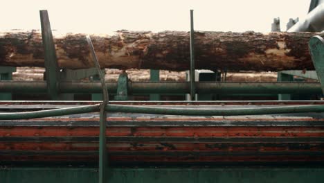 process of machining logs at sawmill. processing of timber at sawmill