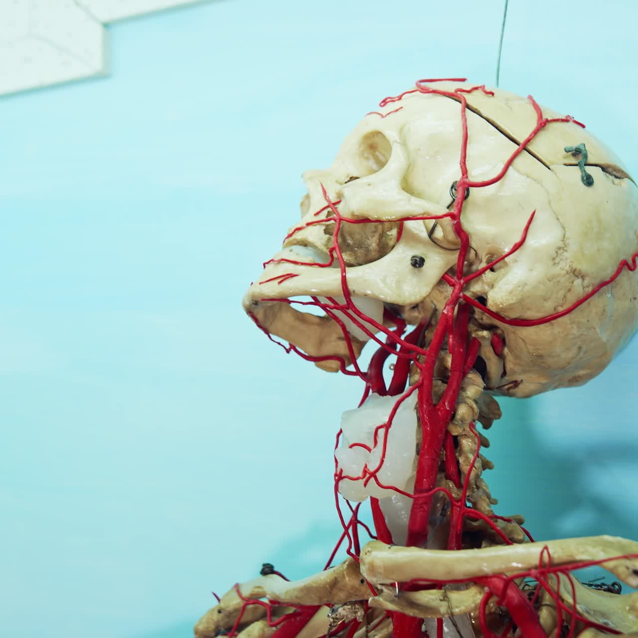 Medical skeleton model in museum. Models of skeleton on display at medical museum