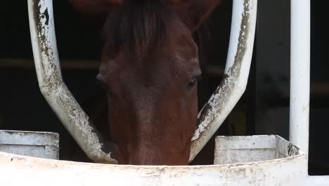 a brown horse eats dry grass in a metal cage at an animal conservation area