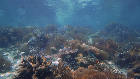 camera panning from right to left on a shallow healty coral reef in indonesia