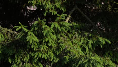 lush pine foliage in slow-motion pan up