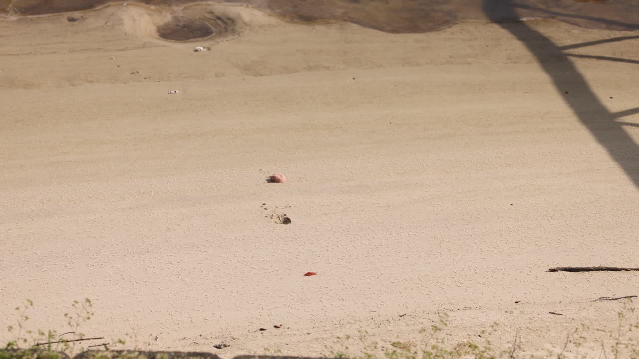 크래브가 모래 해변을 가로지르고 있습니다.