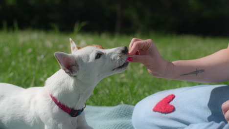woman feeding a dog treats in the park