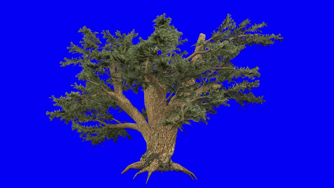 3D cedar of lebanon with wind effect on blue screen 3D animation