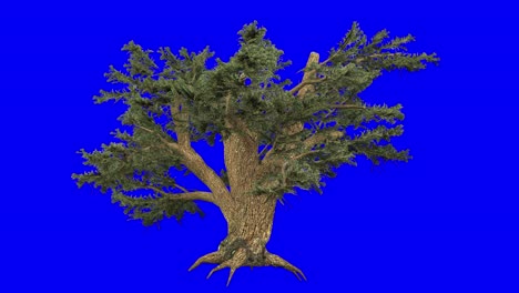 3d cedar of lebanon with wind effect on blue screen 3d animation