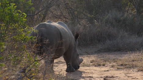 un enorme rinoceronte blanco pastando hierba en la sabana del parque nacional kruger, en sudáfrica