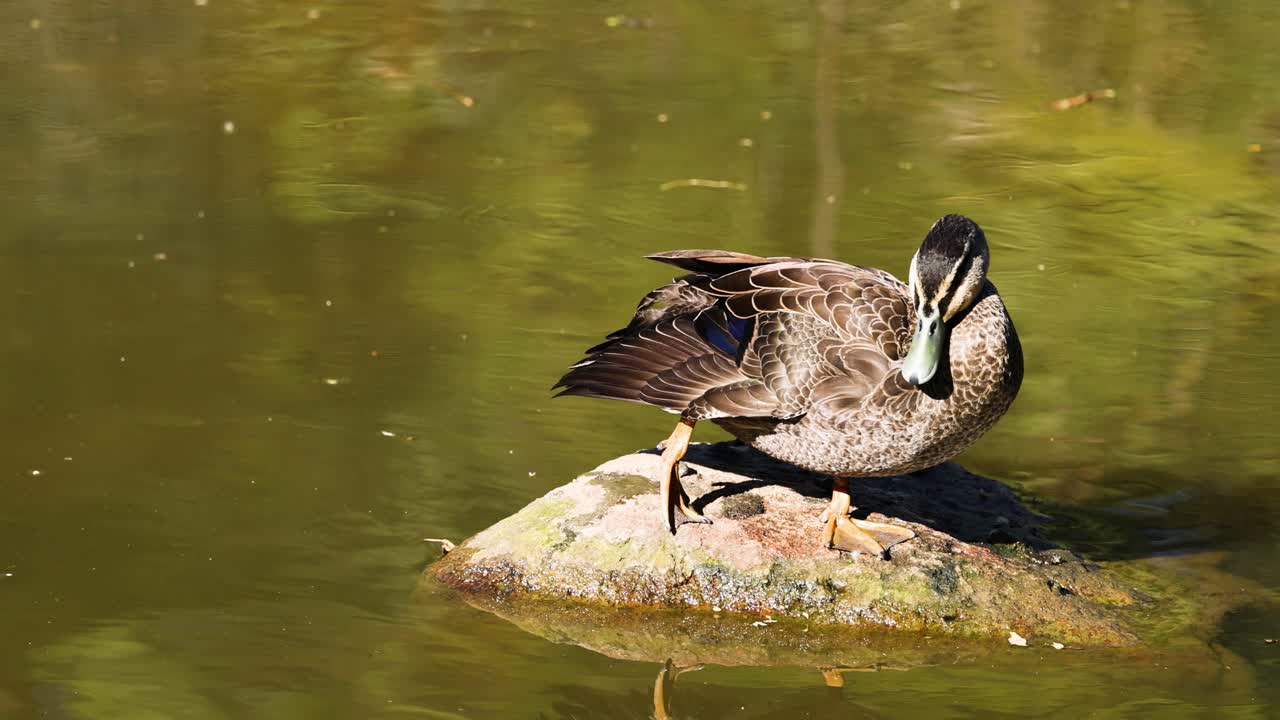 Duck preening itself on a rock in water