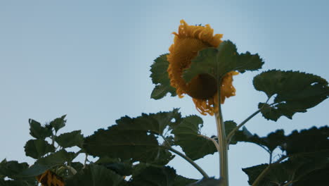 Medio-Estático-De-Girasol-Grande-En-El-Jardín-De-Una-Casa