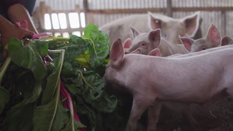 Close-up-of-caucasian-man-working-on-farm,-feeding-pigs