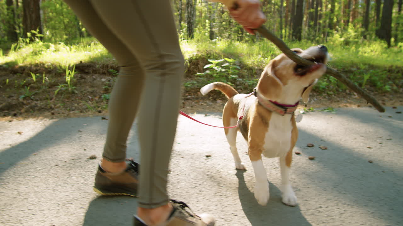 mujer caminando con un perro beagle en un parque forestal
