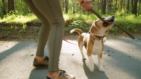 woman walking beagle dog in a forest park