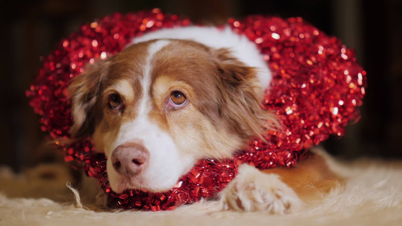 하트 모양의 장식을 한 양치기 개 초상화
