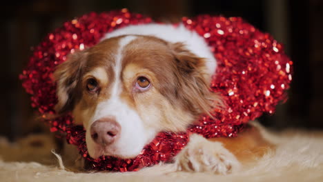 portrait of a sheepdog in a heart-shaped decoration