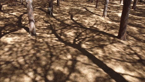 Bosque-De-Pinos-Sombreados-En-Castiglioncello,-Provincia-De-Livorno,-Toscana,-Italia