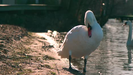 Ein-Wunderschöner-Weißer-Schwan-Am-Rande-Des-Sees,-Der-Seine-Federn-In-Zeitlupe-Putzt---Mittlerer-Schuss