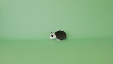 un conejo adorable
