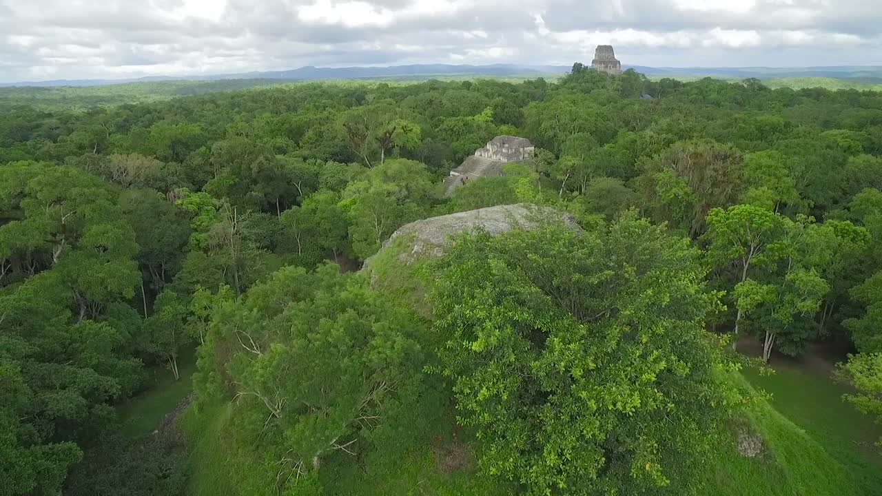 과테말라 1의 나무 꼭대기와 티칼 피라미드 위의 장엄한 공중 촬영