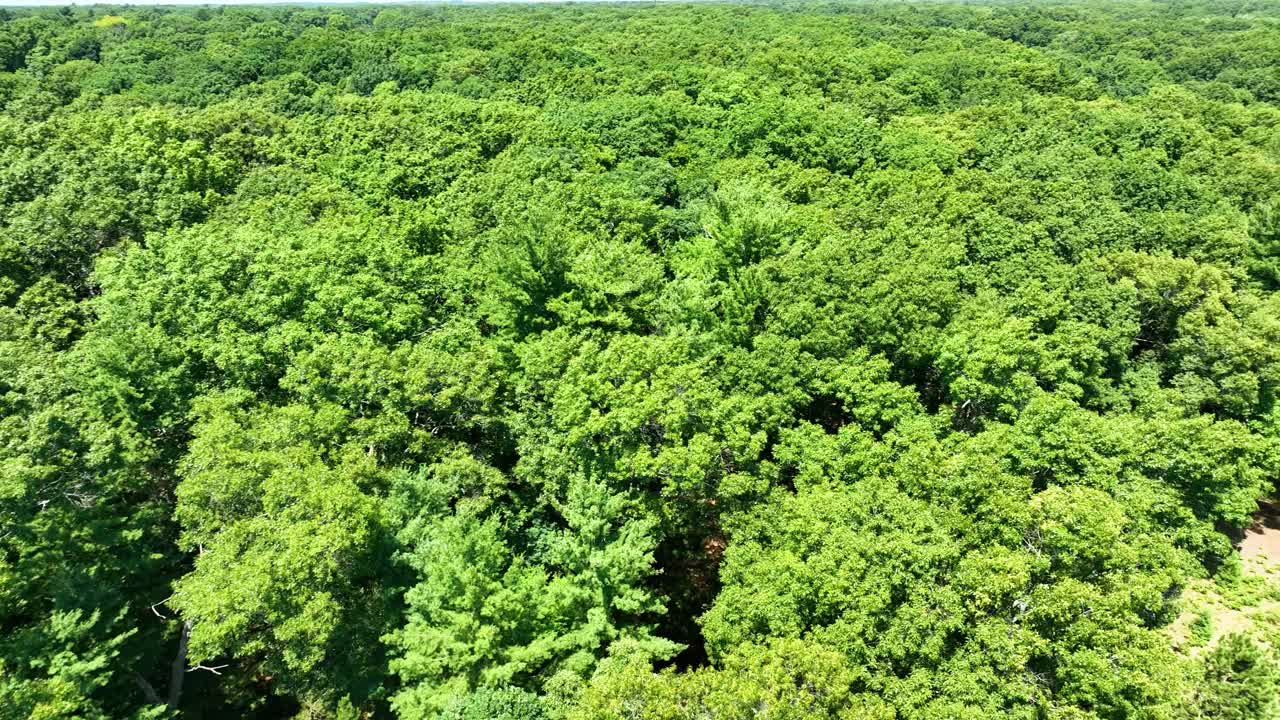 movimiento lento empujar a través de árboles verdes y exuberantes