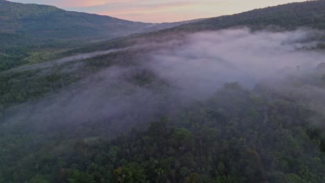 backward reveal shot of morning mist surfacing above tree canopy at sunrise in the national park montaña humeadora, dominican republic