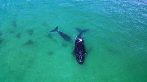 temporada de parto de ballenas francas en aguas costeras de sudáfrica