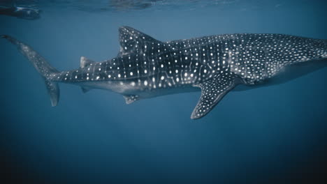 Full-body-sideview-of-whale-shark-at-surface-of-ocean,-slow-motion