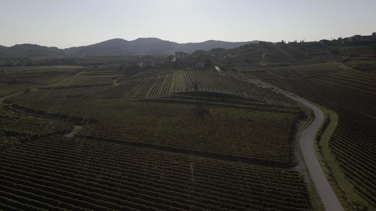 Una splendida vista sui vigneti della Slovenia.