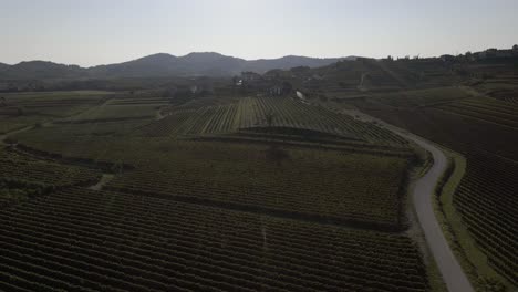 A-beautiful-view-of-the-vineyards-of-Slovenia-with-done