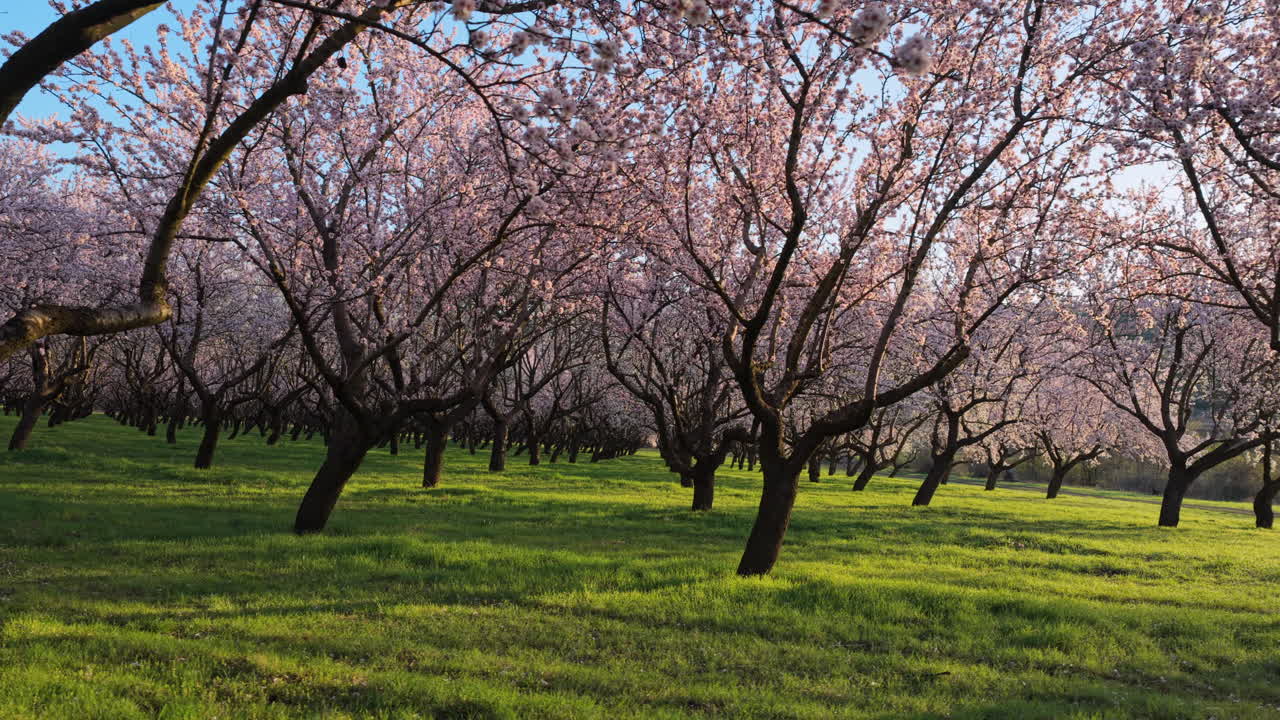 Ripresa aerea con drone di un fitto mandorleto durante la stagione della fioritura primaverile. I fiori rosa e bianchi sono avvolti nel bagliore soffuso e dorato del sole del tardo pomeriggio. Moldova