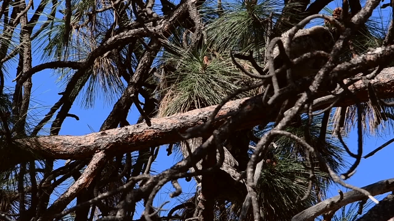 Owlet walking on a tree branch