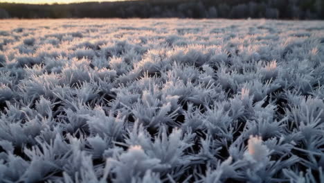 frozen grass at sunrise