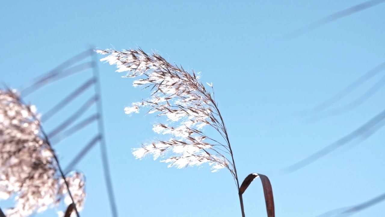 Pampas grass blowing in the wind against a blue sky