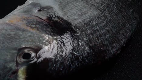 Closeup,-Gutted-Dorada-Sea-Bream-Fish-Rotating-under-Studio-Lights