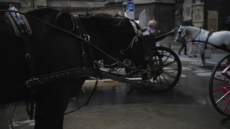 horse-drawn carriages in vienna