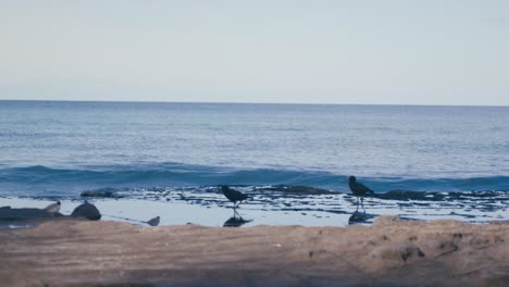 Sea-birds-at-the-shore-with-breaking-waves