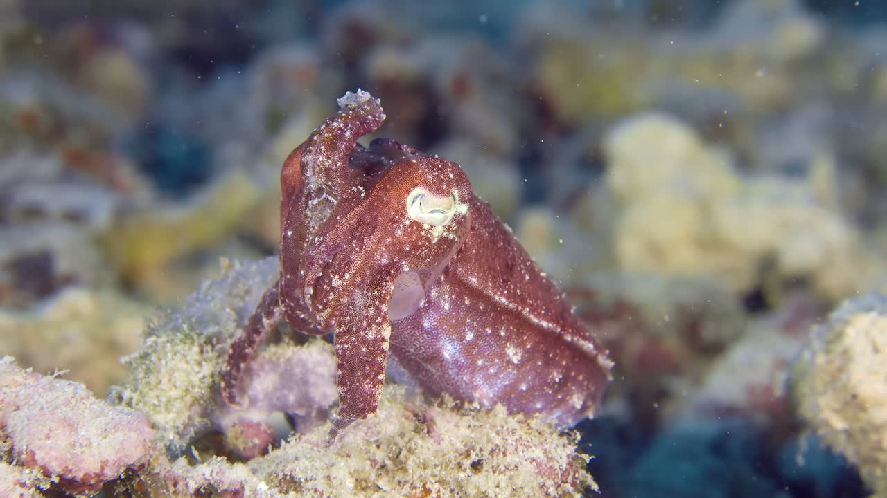 A little cuttlefish underwater