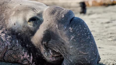 Toro-Elefante-Marino-Del-Norte-Descansando-En-La-Playa