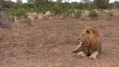 lone male lion rests and looks around in open african bushland