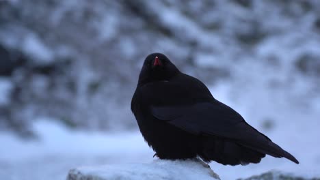 una chova de pico rojo sentada en una roca cubierta de nieve a la luz de la tarde
