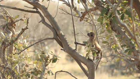 baby baboon navigating its way up a tree while others play, khwai botswana