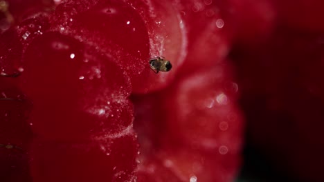 a closeup view of fresh, ripe raspberries, highlighting their vibrant color and delightful texture