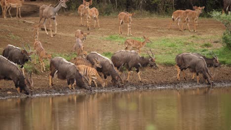 Herde-Durstige-Afrikanische-Nyala-antilopen-Kommen,-Um-In-Der-Wasserstelle-Zu-Trinken