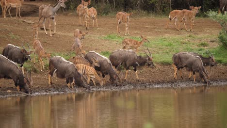 herd of thirsty african nyala antelope come to drink in watering hole