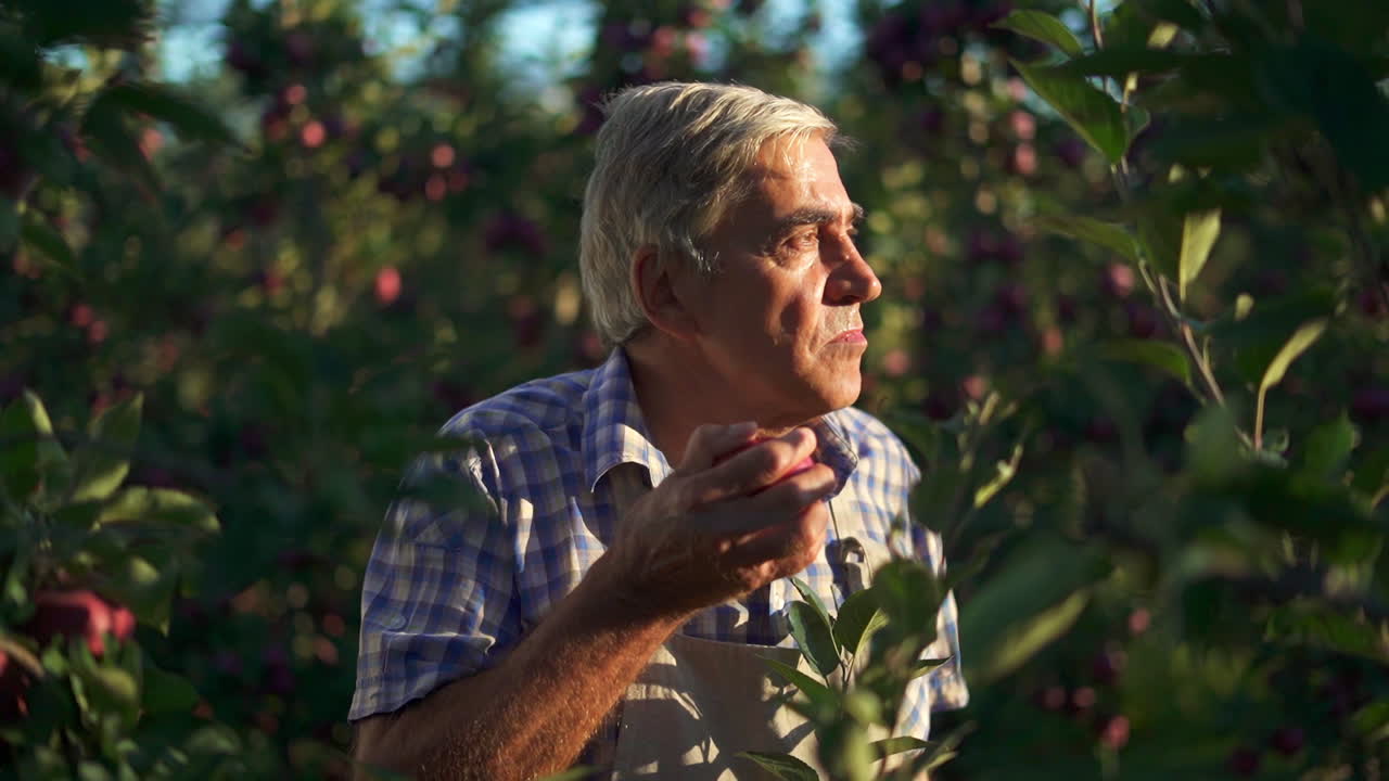 Senior Man Tasting a Fresh Apple in a Sunlit Orchard