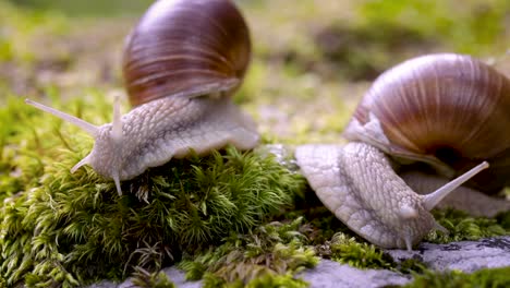 Helix-Pomatia-También-Caracol-Romano,-Caracol-De-Borgoña