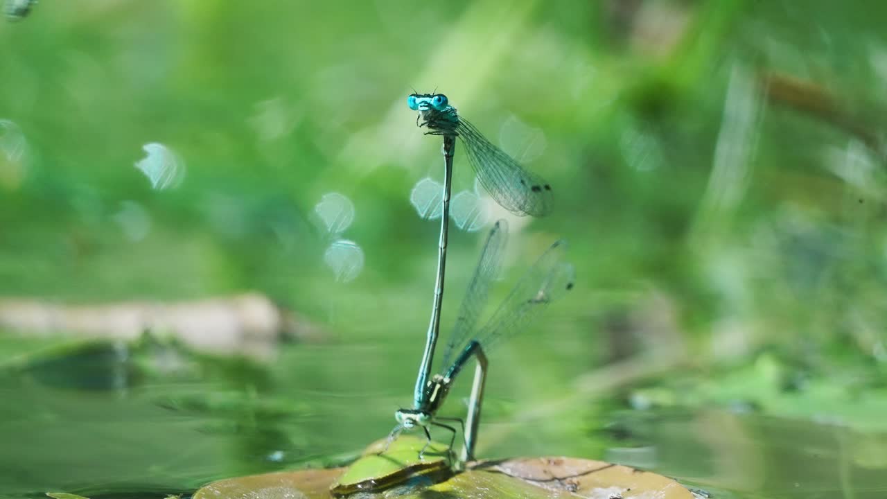 video de cuatro libélulas de aguja azul volando sobre el agua
