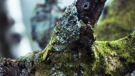 a close-up shot of the moss-covered tree trunk