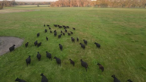 following black cows running on meadow field during sunset on countryside farm in margaret river, western australia