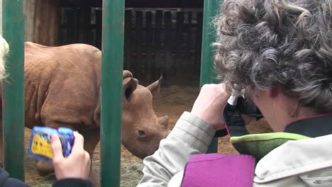 two women take pictures of a rhinoceros walking around in a cage